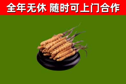 仁化回收冬虫夏草